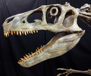 Utahraptor ostrommaysorum, Skull