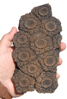 Glyptodon scute plates