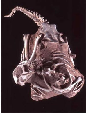 Conchoraptor gracilis, 3D juvenila skeleton in matrix