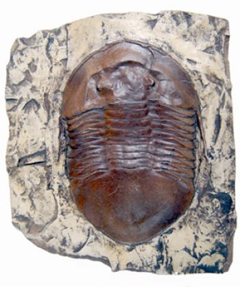Isotelus maximus, trilobite