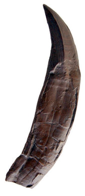 Pliosaur tooth, giant marine reptile