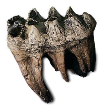 Mammut americanium, mastodon tooth