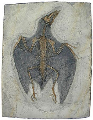 Confuciusornis sanctus #210