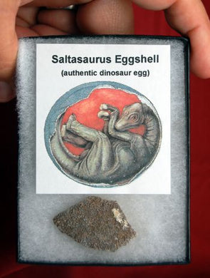 Saltasaurus Dinosaur Eggshell, in Riker Display, authentic