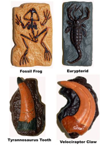 Fossils, 10 mini model set. Fossil Frog, Giant Crab, Velociraptor Claw, Tyrannosaurus Tooth, Trilobi