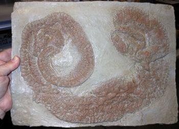 Paleoboa, Messel fossil snake, 60 inches