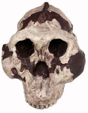 Australopithecus (Paranthropus boisei), early human skull