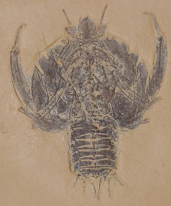 Eryon, Fossil Lobster or Crab – DinoGear