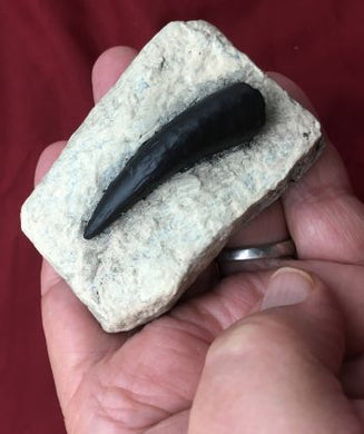 Plesiosaurus, tooth, marine reptile