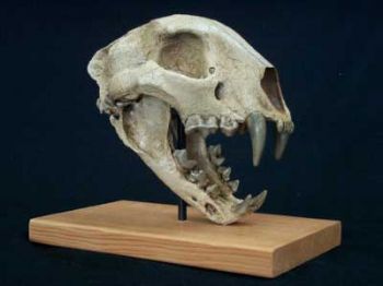 Metalurus minor, cheetah-like cat skull