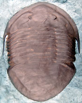 Isotelus maximus, giant Trilobite