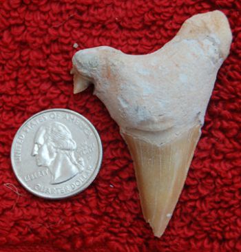 Otodus obliquus authentic fossil shark tooth