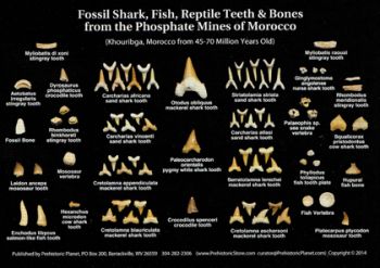 Fossil Shark Teeth, Fish, Reptile & Bones from Morocco,  PostCard