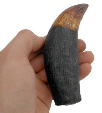 Sarcosuchus imperator (SuperCroc) 6 inch tooth