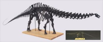 Apatosaurus, skeleton model