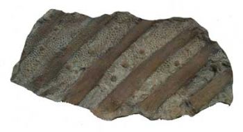 Hadrosaur Dinosaur Skin Impression with Ribs & Scutes