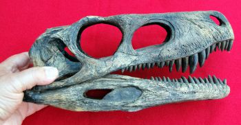 Herrerasaurus ischigualastensis, skull