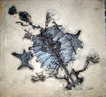 Trionyx, Giant Green River Fossil Turtle
