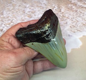 Megalodon Shark Tooth, 4.5 inch REPLICA 