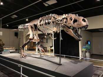 Tinker the Juvenile Tyrannosaurus rex skeleton replica, juvenile