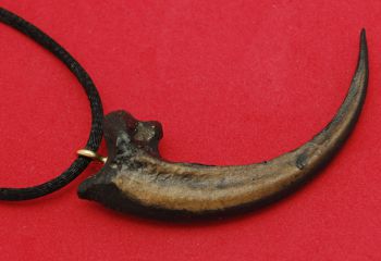 Golden Eagle Talon Claw Pendant Aquila chrysaetos