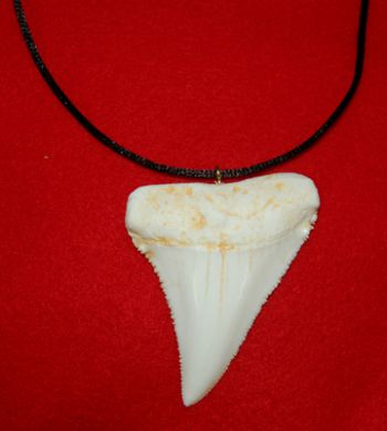 Carcharodon carcharias (Great White Shark) Tooth Pendant Replica