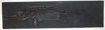 Ichthyosaur, marine reptile skeleton