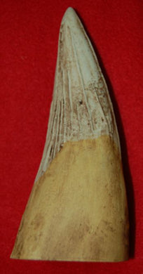 Liopleurodon, tooth