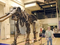 Load image into Gallery viewer, Stegodon huanghoensis, skeleton
